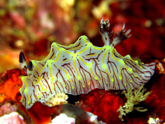  Halgerda willeyi (Sea Slug)